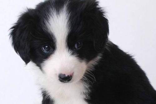 边境牧羊犬是需要剪毛吗？行动前请先看过那些个(图1)