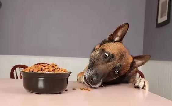 发觉到狗狗护食 要立玄改正过来这坏习惯 也能依据是什么这5个流程来(图1)