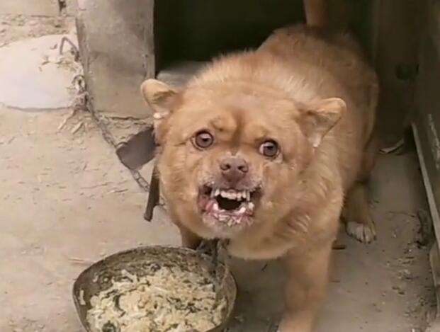 发觉到狗狗护食 要立玄改正过来这坏习惯 也能依据是什么这5个流程来(图2)