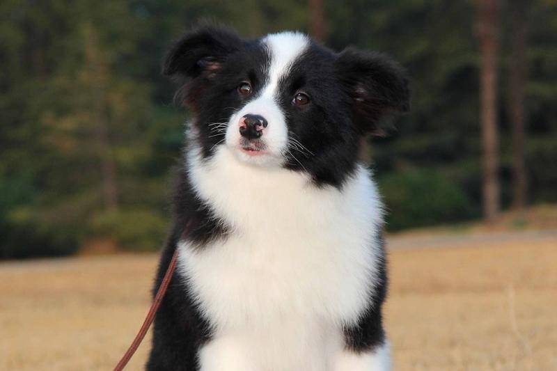 边境牧羊犬怎摸家庭饲养 手中掌握好方法就很简单点(图2)