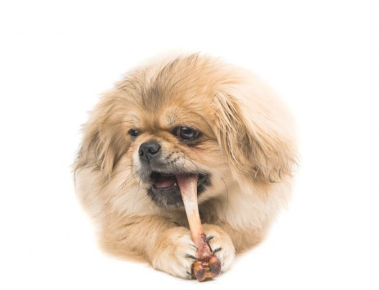 狗狗是真的吃骨头吗?(图1)