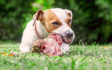 狗狗是真的吃骨头吗?(图2)