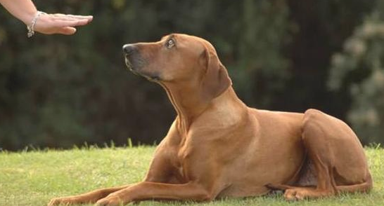 训练狗狗前 主人家干好这5个晚几天打算 能让训炼更方便快捷(图1)