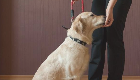 训练狗狗前 主人家干好这5个晚几天打算 能让训炼更方便快捷(图2)