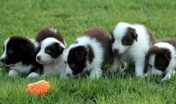 边境牧羊犬不能吃杂食吗?相对于饮食那就要慎重考虑些好(图3)