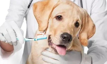 学会了这几点 狗狗的健康状况一幕了然！(图1)