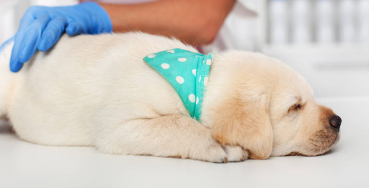 学会了这几点 狗狗的健康状况一幕了然！(图2)