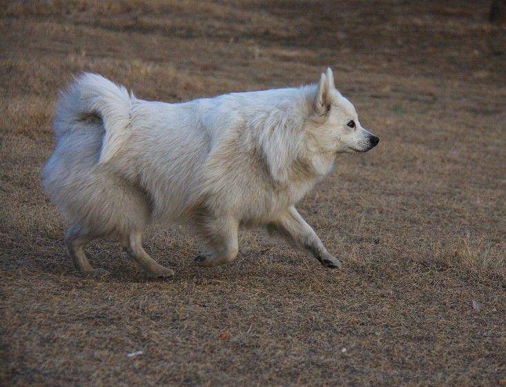 狗狗拉稀吃什么好药？养狗必知的疾病处理(图2)