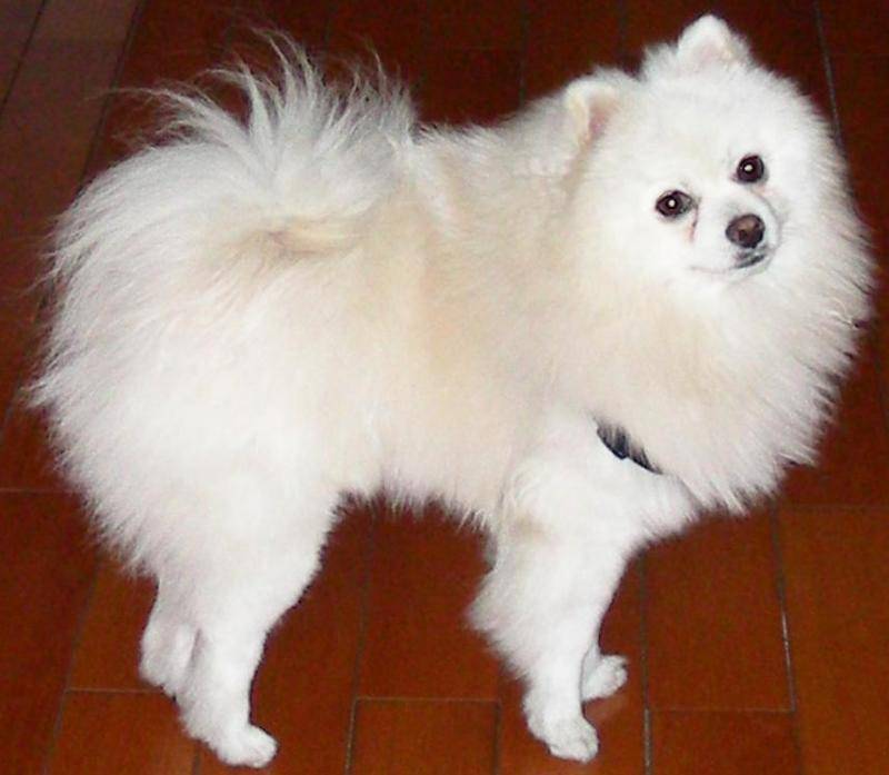 狗狗拉稀吃什么好药？养狗必知的疾病处理(图1)