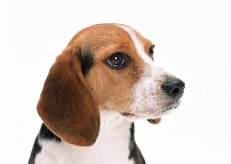 狗狗拉稀吃什么好药？养狗必知的疾病处理(图3)