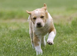 母犬产后肯定怎末保健？宠主来看看吧(图1)