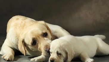 母犬产后肯定怎末保健？宠主来看看吧(图2)