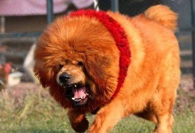 藏獒会不会咬主人？那些个情况要再注意(图1)