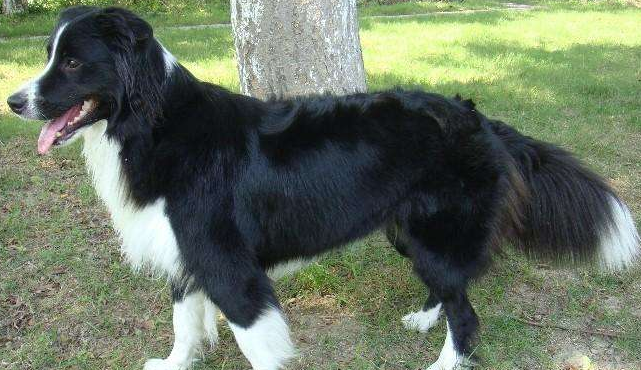 边境牧羊犬不溜是可以吗?来表明下该想法是否需要六逆重生疗法(图1)