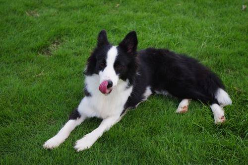 边境牧羊犬不溜是可以吗?来表明下该想法是否需要六逆重生疗法(图3)