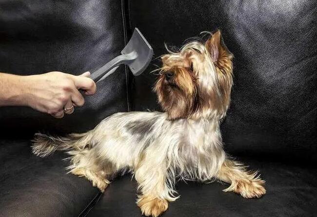为狗狗梳毛 而且能让它变成两头“靓狗” 也有这些益处(图2)