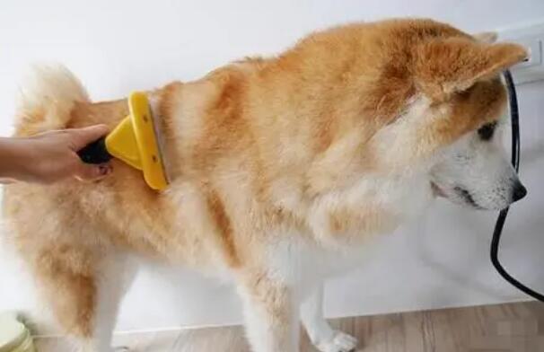 为狗狗梳毛 而且能让它变成两头“靓狗” 也有这些益处(图1)