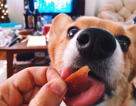 别总做这5种个人行为 会让狗狗很很反感(图2)