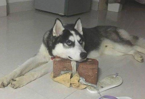 别总做这5种个人行为 会让狗狗很很反感(图1)