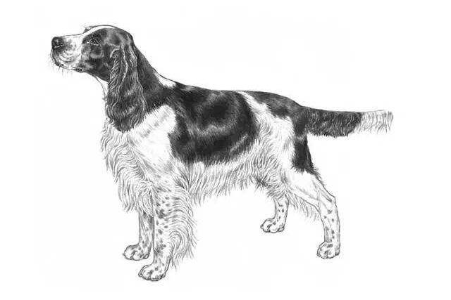 纯种史宾格犬能吃肉吗？专家是这样的建议您的(图2)