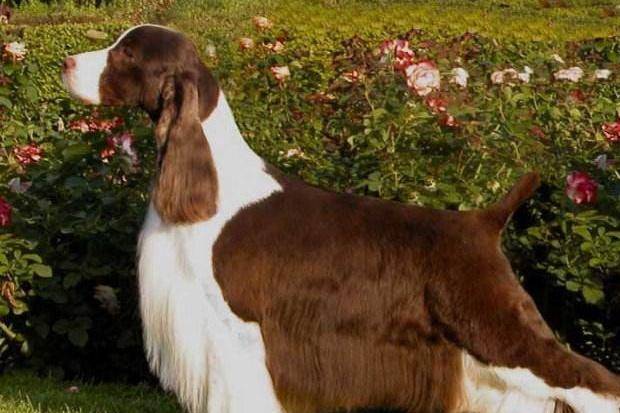 纯种史宾格犬能吃肉吗？专家是这样的建议您的(图3)