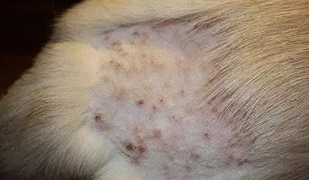 狗狗比较普遍的皮肤病的处理方法有哪些?来看下吧(图1)