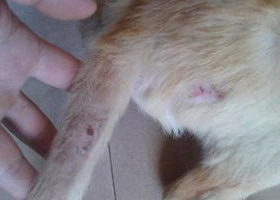 狗狗比较普遍的皮肤病的处理方法有哪些?来看下吧(图2)