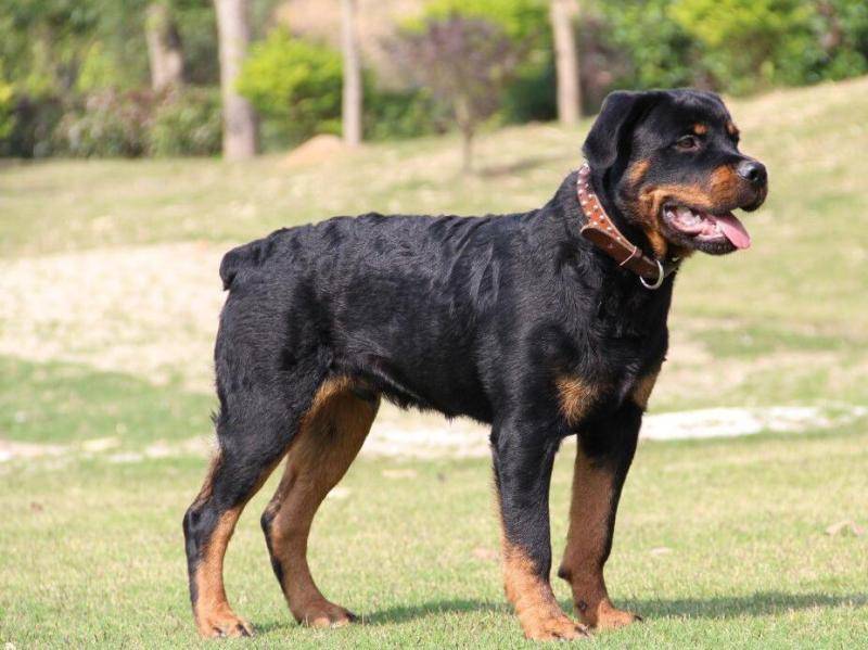 罗威纳犬智商如何能？体现出来在这个方面(图1)