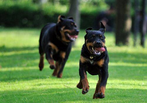 罗威纳犬智商如何能？体现出来在这个方面(图3)