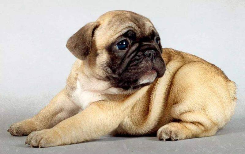 巴哥犬爱叫吗？来看下经验之谈(图1)