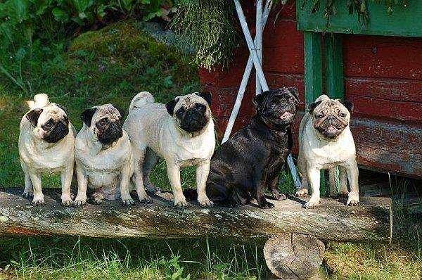 巴哥犬爱叫吗？来看下经验之谈(图2)