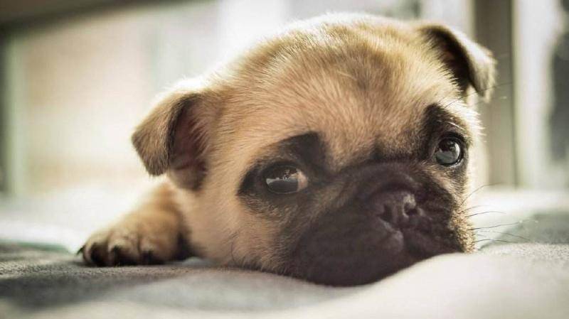 巴哥犬爱叫吗？来看下经验之谈(图3)