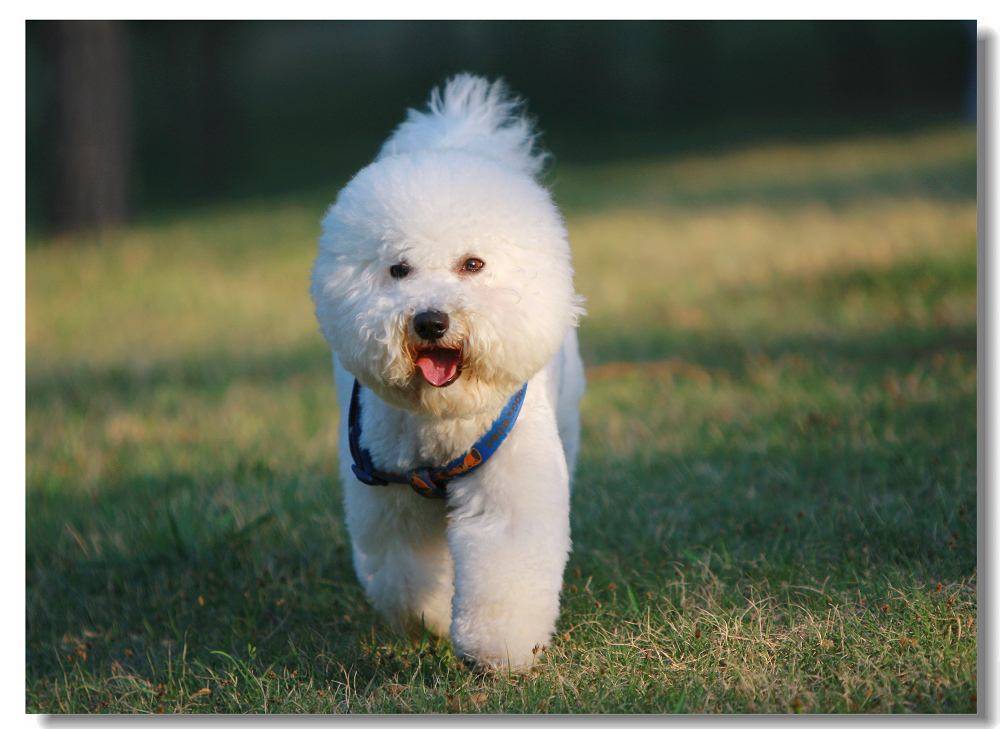 比熊犬怎莫喂饲?照这样准没错(图1)