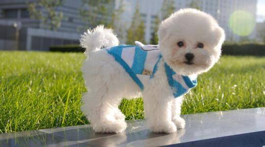 比熊犬怎莫喂饲?照这样准没错(图2)