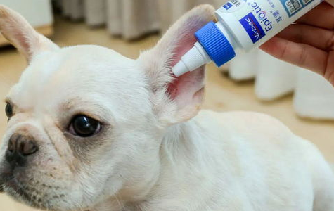 用棉签给狗狗清洁耳朵是出现了错误的 正确的方法是这样!(图2)