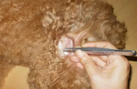 用棉签给狗狗清洁耳朵是出现了错误的 正确的方法是这样!(图1)