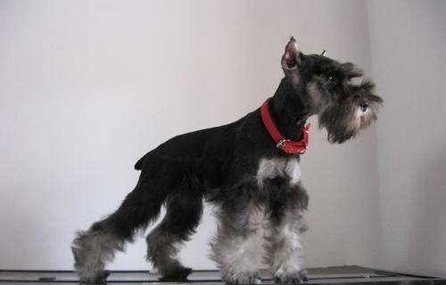 迷你雪纳瑞和标准雪纳瑞的区别 谁才是纯的?(图1)