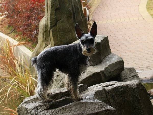 迷你雪纳瑞和标准雪纳瑞的区别 谁才是纯的?(图2)