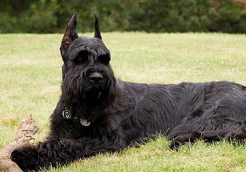 迷你雪纳瑞和标准雪纳瑞的区别 谁才是纯的?(图3)