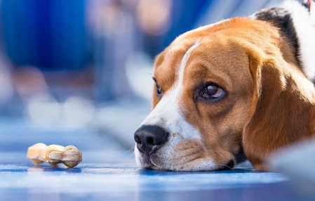 如果狗狗患上抑郁症 你该怎么治好它?(图1)