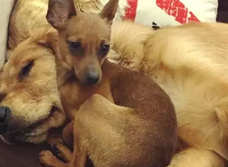 如果狗狗患上抑郁症 你该怎么治好它?(图2)