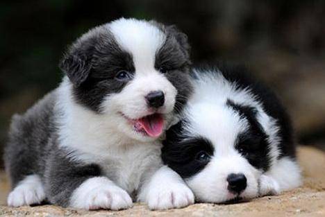 边境牧羊犬能吃什么好水果 反正能不能吃的有很多种类(图3)