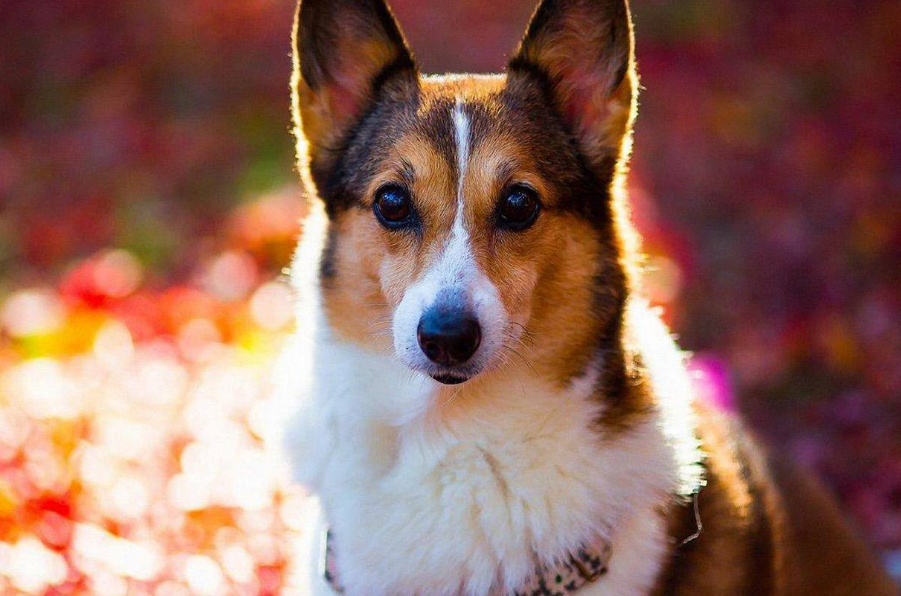 狗被蜱虫咬了怎么办?这些处理方法要早知(图2)