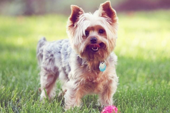 狗被蜱虫咬了怎么办?这些处理方法要早知(图3)