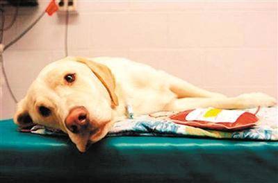 狗翻肠子该怎么办啊?求高人症状治疗办法(图1)