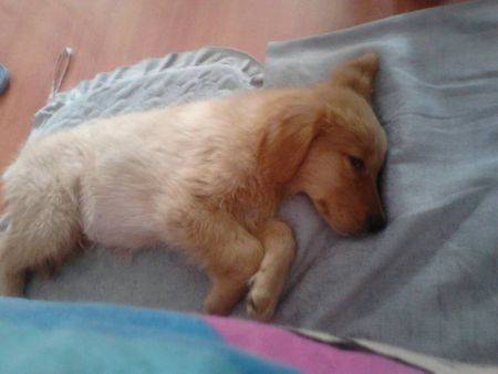 狗翻肠子该怎么办啊?求高人症状治疗办法(图2)