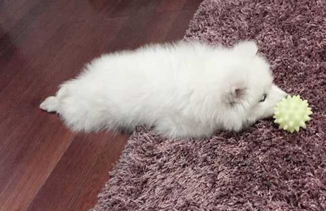 狗翻肠子该怎么办啊?求高人症状治疗办法(图3)