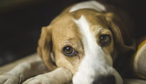 狗狗意外怀孕咋办?如何能帮狗狗引产?(图1)