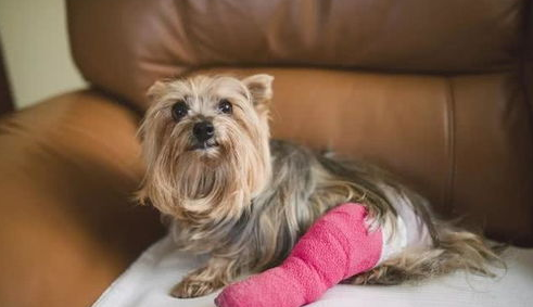 狗狗意外怀孕咋办?如何能帮狗狗引产?(图2)