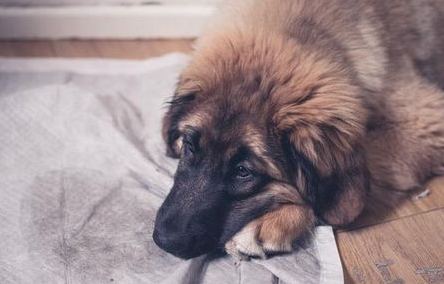 狗狗经常憋尿谨慎憋出膀胱结石 主人要引起注意哦!(图1)